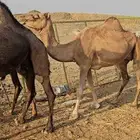 ناقه عادي مشروطه من الحي