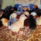 صوص بلدي العمر 10 يوم والصحه ممتاز ماشاءالله