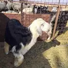 خروف نجدي مستقبل فحل