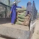 مقول نخل وشبوك مزارعه