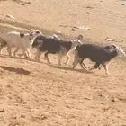 للبيع خمس طليان(رخال)نجديه بريه طيبات مواليد عقب عيد الضحيه