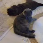قطط