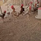 ديوك بلدي
