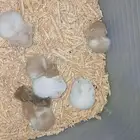 7 هامسترات صغار عمرهم 3 اسابيع للبيع اليفين مره