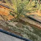 جثيثة فرخ فسيلة مصيف مصيفة نعجان الدلم