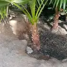 جميع انواع النخيل