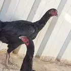 دجاج باكستاني