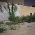 شغل لنخيل واشنطن وعربي وجميع أنواع الشجار