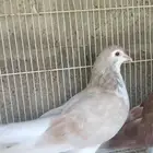 زوج حمام شيرازي منتج