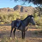 حصان شعبي