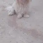 كلاب للبيع العمر سنه ونص ومتدرب تدريب كويس يسمع الكلام