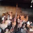صوص عمر 4 شهور . 25 حبه الواحد ب 15. وعمر 3 شهور. ب 12