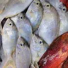 سمك طازج للبيع
