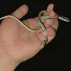 سبح للبيع