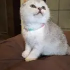 قطه سكوتش فولد