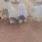 دجاج براهما بياض