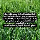مطلوب عشب ثيل نجيل طبيعي