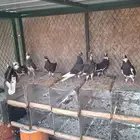 حمام قطايف طبات قطع