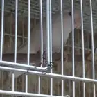 النوع  روز  العدد 1  الجنس مجهول   الت