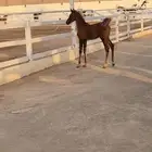 مهرة شعبية مشروكة