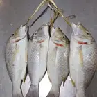 للاسماك اطازج