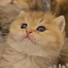 كتن سكوتش لونق هير للبيع