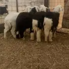 رخال طيبه حقت ثلاجات ويوجد لدينا توصيل ينبع البحر