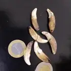 ناب الذيب العربي