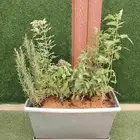 مشتل زرع وتيل طبيعي