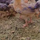 صوص بلدي ممتاز للبيع