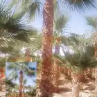 يوجد لدينا نخيل مثمر ونخيل زين