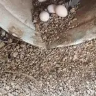 دجاج بلدي بياض