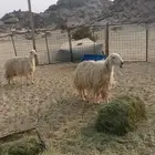 نعااج عسيه دافع عل ولده