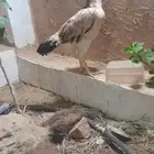 دجاجه شامو ياباني منتجه شرط