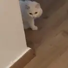 قطة شيرازي للتبني