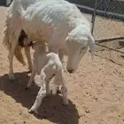 ثلاث من الغنم عليها ثلاثه سدس ومشروطه