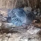 متوفر حجز زغاليل حمام مشكل باكستاني وانواع ثانيه الجوز 30