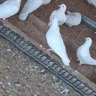 فرنسي سبر جنبو شرط نتاج عمر صغير الموقع البكيرية