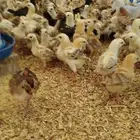 صوص بلدي للبيع