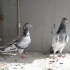 حمام باكستاني
