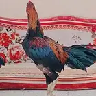 ديك باكستاني عين وحده فقط العين الثانية فقعت من شجار مع ديك