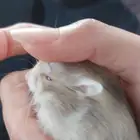 همستر ونتر وايت