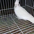 كروان البينو