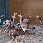 دجاج  ا ستاني للبيع