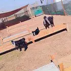 عنز ديس واحد معها تيس وجفره سنها جامع اسنانها موجوده كلها