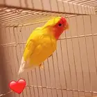 للبيع روز لاتينو رد فيس