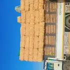 موجود تبن قمح
