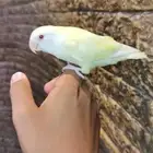 للبيع فرخ روز