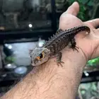 سحلية التمساح ذات العيون الحمراء red eye skink crocodi