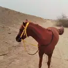 خيل شعبي